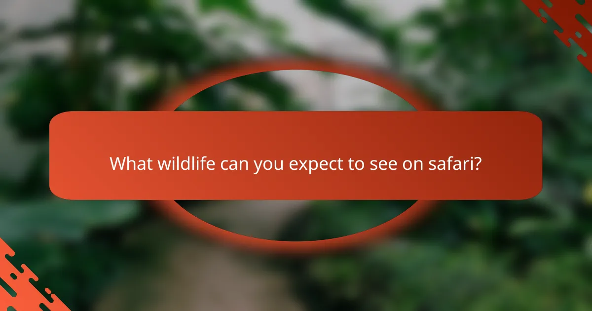 What wildlife can you expect to see on safari?