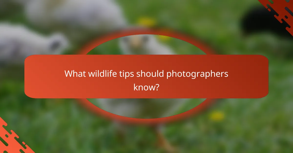 What wildlife tips should photographers know?